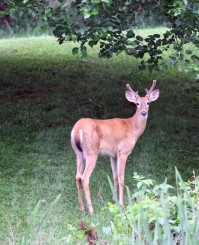 buck photo 2